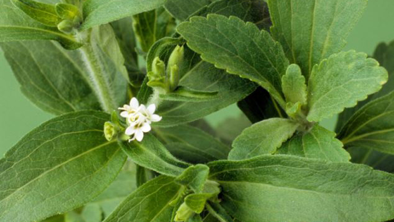 Stevia – ce este, beneficii și daune, aplicare