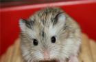 Hamsterul chinezesc și hamsterul lui Roborovsky - bebeluși pitici