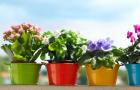 Ar galima dovanoti gėles vazonuose – ženklai