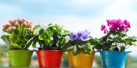 Is it possible to give flowers in pots - signs