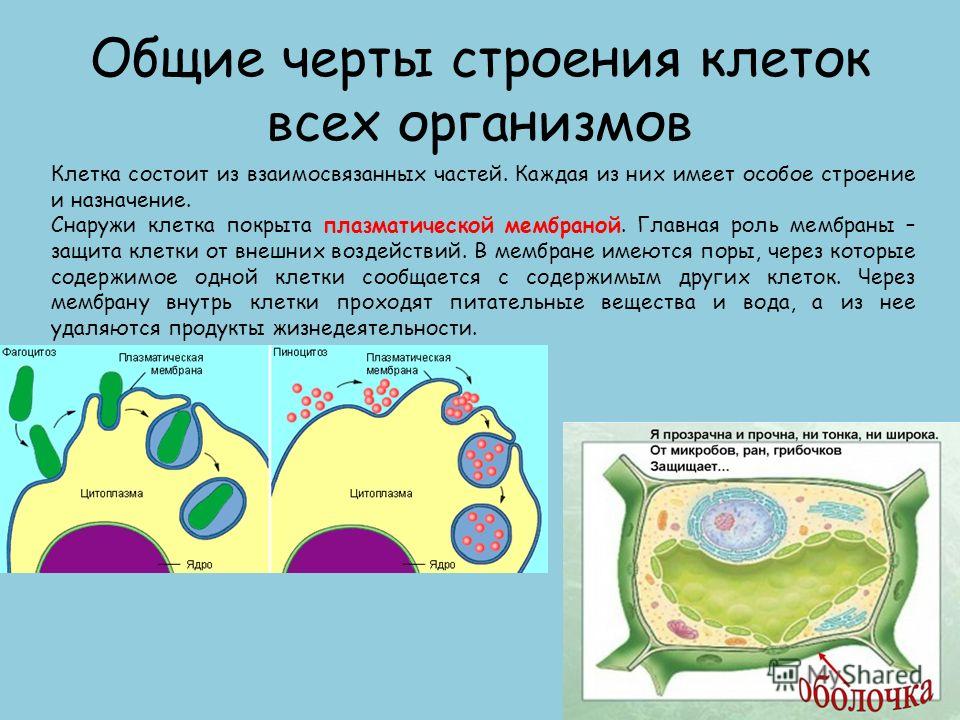 Живые организмы имеют клеточное строение. Общие черты строения клеток. Общее строение клетки. Клетка состоит из. Клеточное строение организмов.