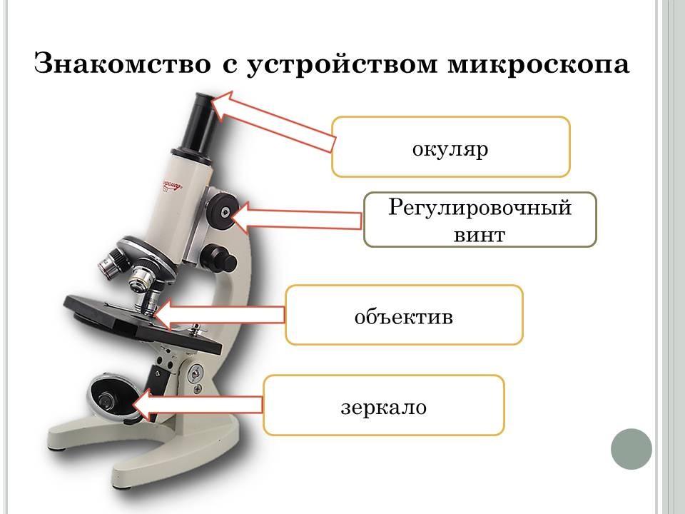 Какую часть работы выполняет окуляр. Строение микроскопа 5 класс биология. Увеличительные приборы лупа и микроскоп 5 класс. Строение увеличительных приборов микроскоп. Строение микроскопа регулировочный винт.