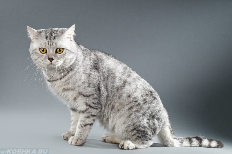 Шотландская порода кошек окрасы
