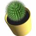 Видове цъфтящи кактуси с имена: как да се грижим за тях у дома и признаци защо цъфтят