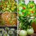 Tomates verdes rellenos para el invierno: un delicioso refrigerio