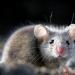 Myši vo sne sú znakmi sprisahania
