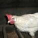 Pollos de línea alta sin pretensiones y altamente productivos Últimos años y muerte