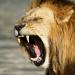 ड्रीम इंटरप्रिटेशन: शेर सपने में क्यों देखता है?